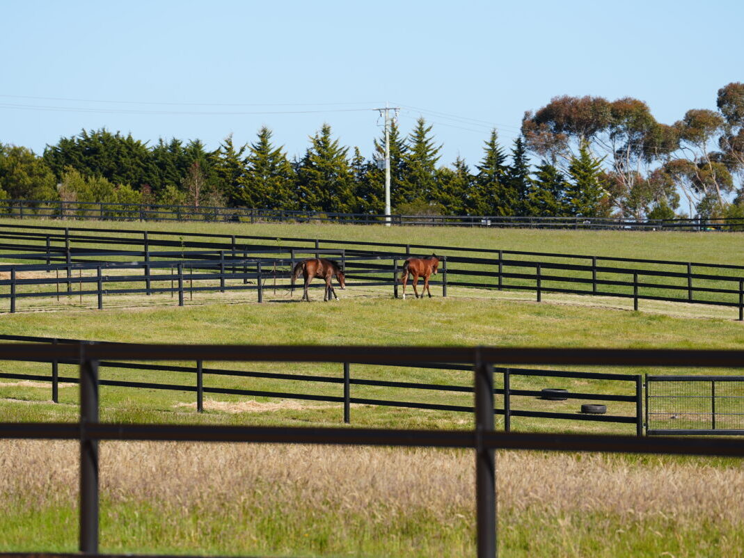 Thoroughbred Spelling, Geelong, Victoria