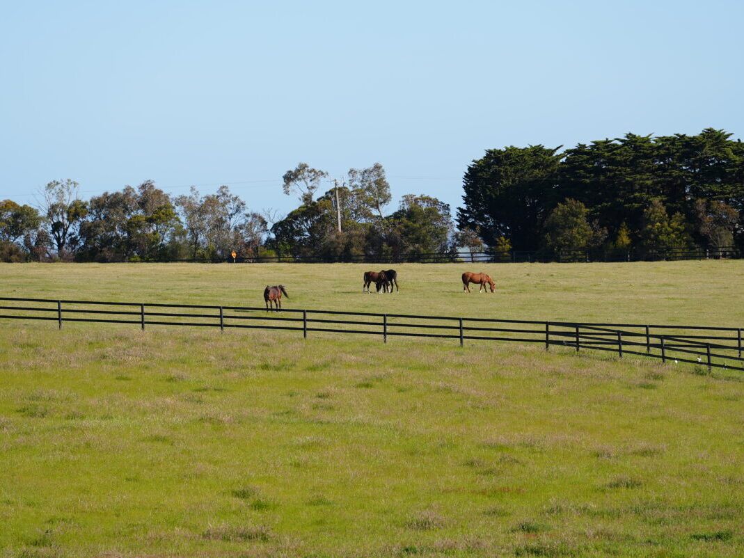 Thoroughbred Spelling, Geelong, Victoria