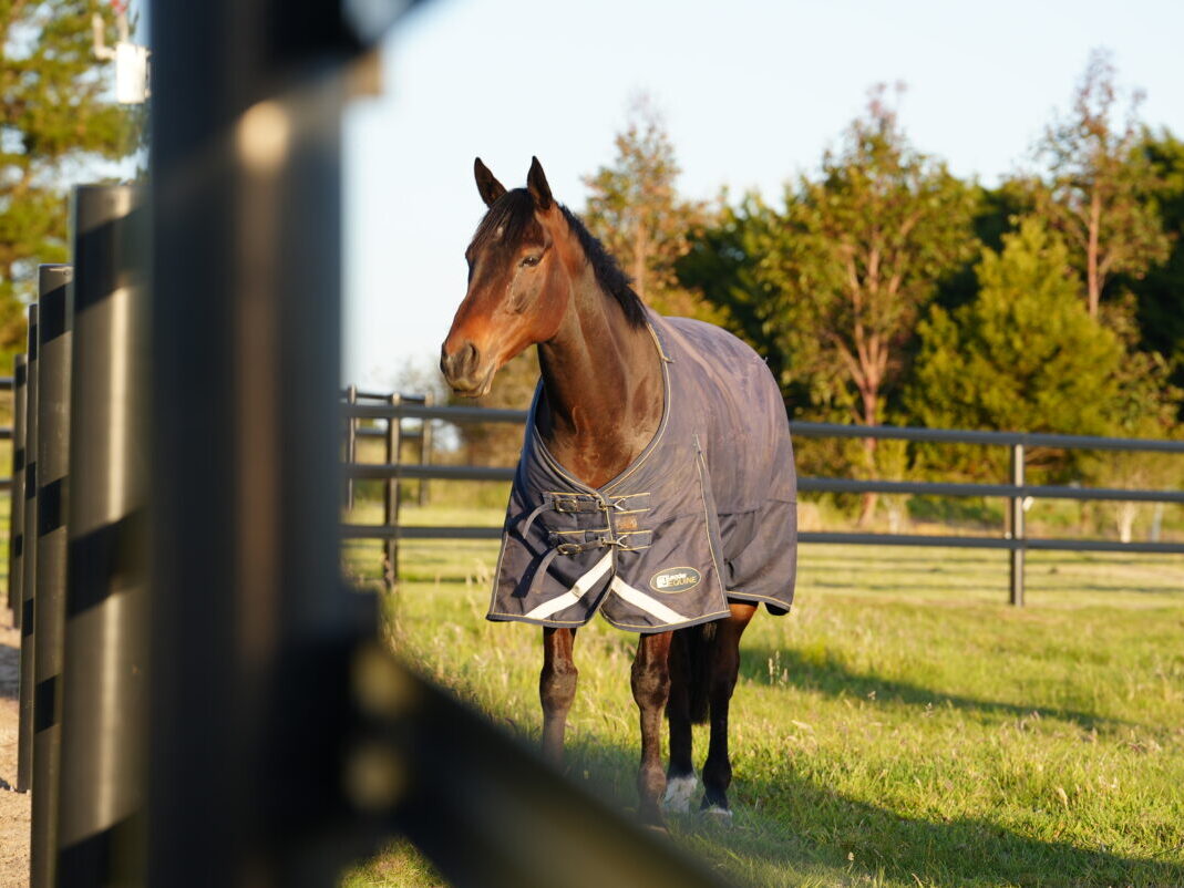 Thoroughbred Spelling, Geelong, Victoria